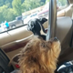 Illustration for article titled Memba When? These Dang Dogs Just Crashed Their Car Into a Walmart